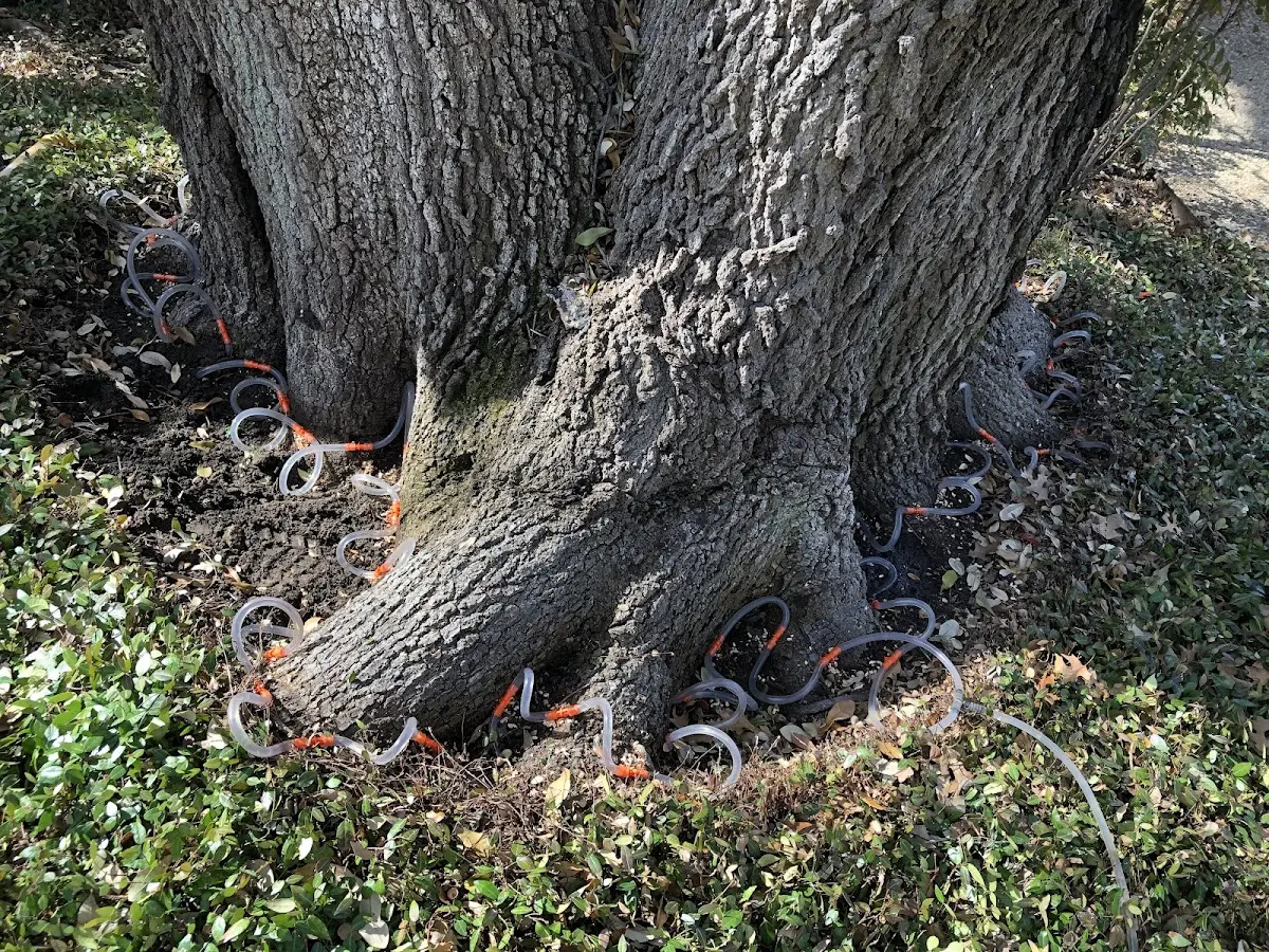 Detailed Tree Cabling and Bracing job site in Buffalo Gap
