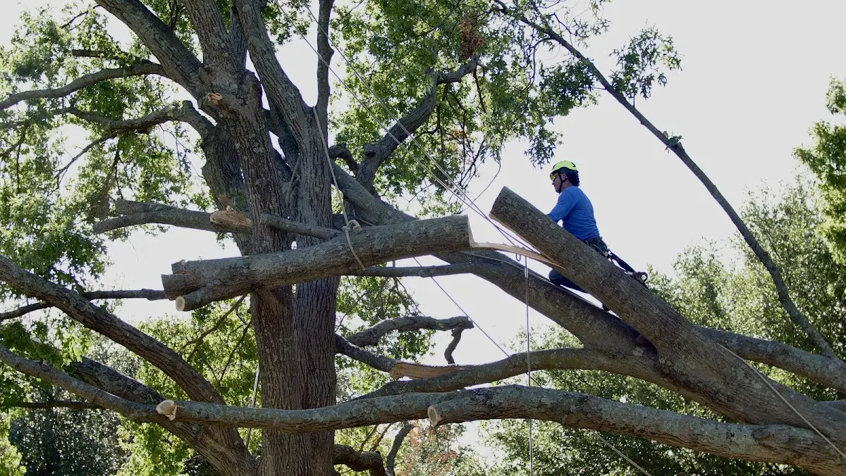 Professional Hazardous Tree Removal performed by certified arborists in Buffalo Gap
