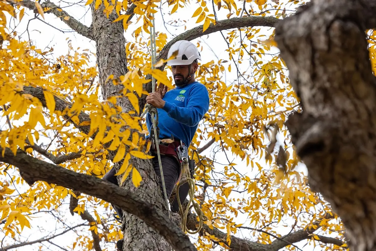 Skilled Tree Planing crew working in Buffalo Gap