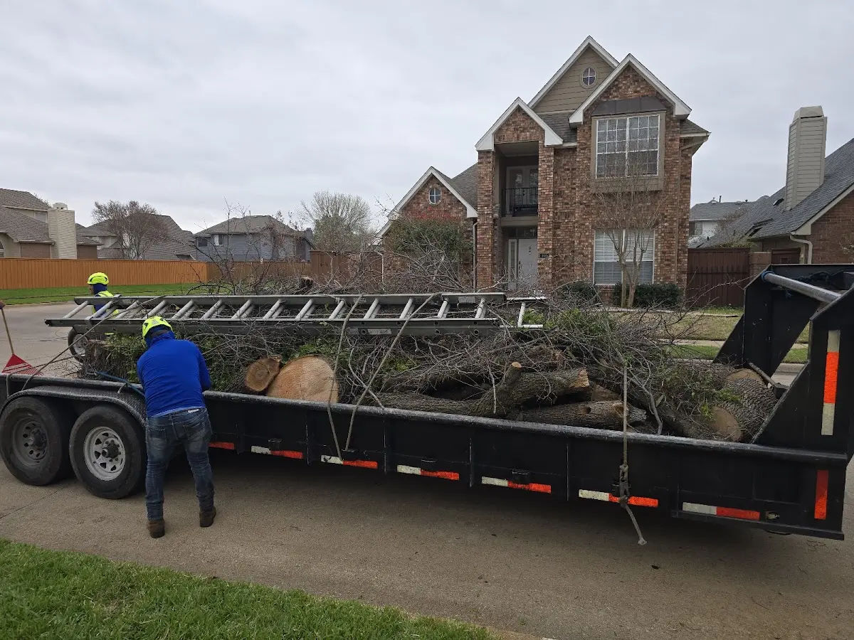 Expert Tree Removal with proper safety equipment in Buffalo Gap